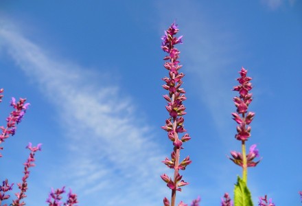 Tall and slim purple flowers against a blue sky with a touch of white clouds.